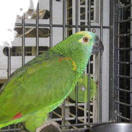 Vermittlung Start Uta Schokolinski Tier Naturschutzverein Niederberg Papagei Amazone01